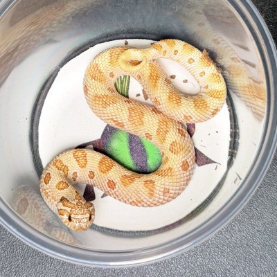 animal image