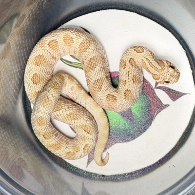 animal image