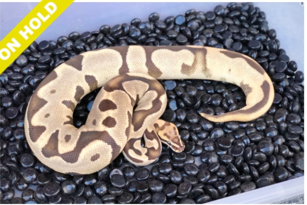 animal image