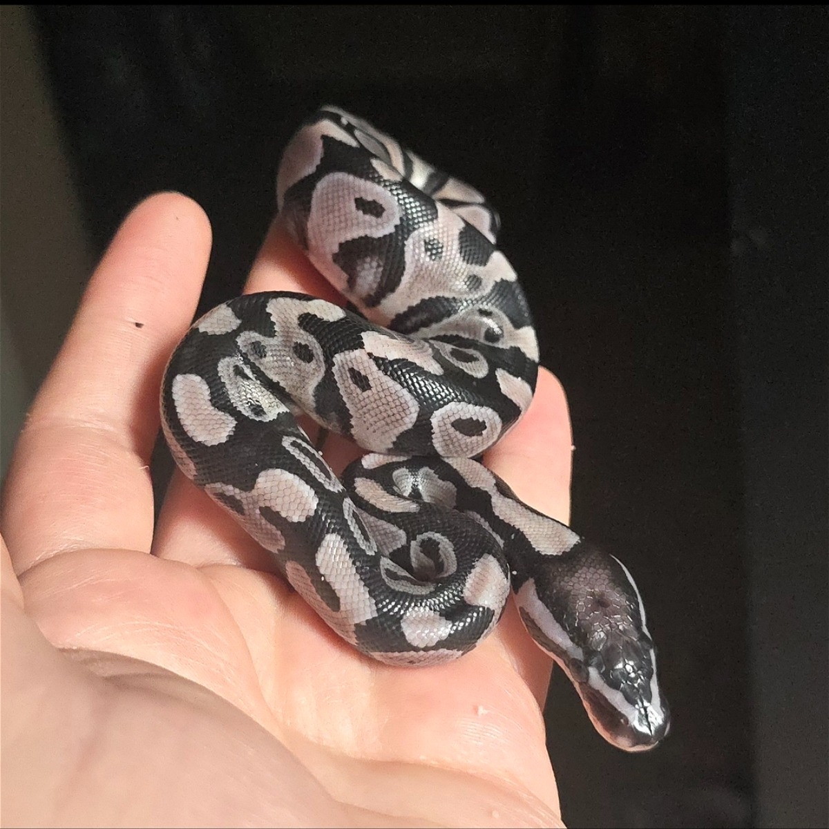 animal image