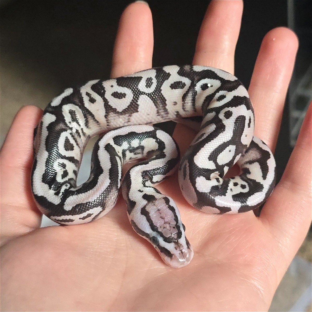 animal image