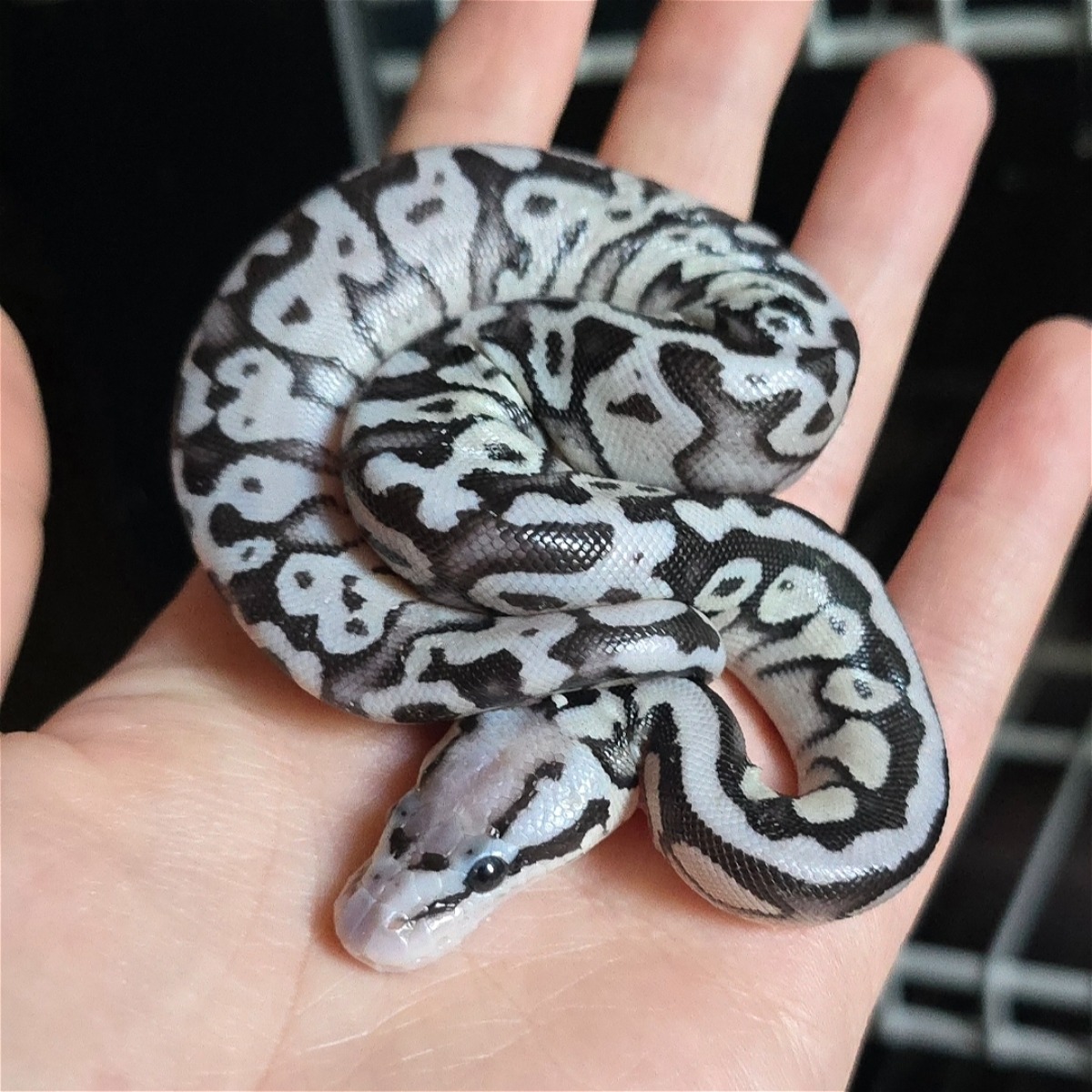 animal image