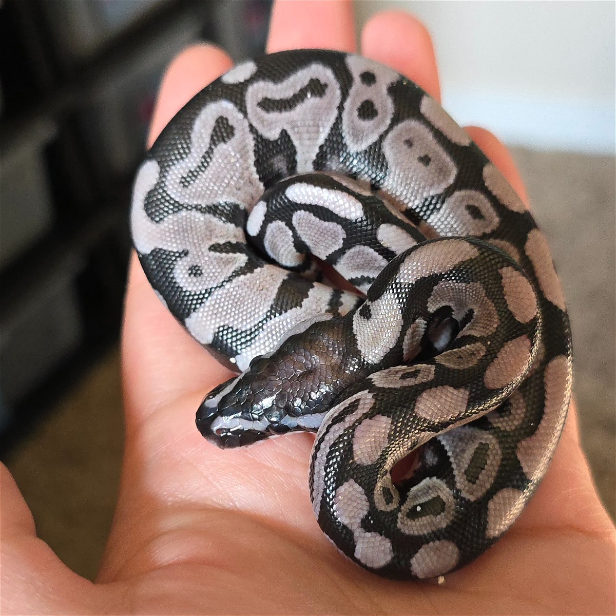 animal image