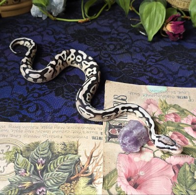 animal image