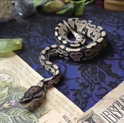 animal image