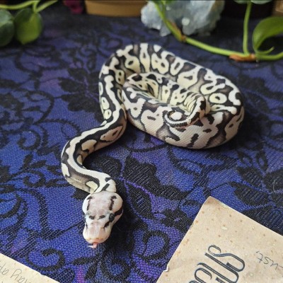animal image