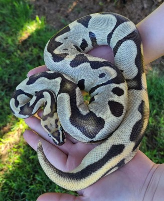 animal image