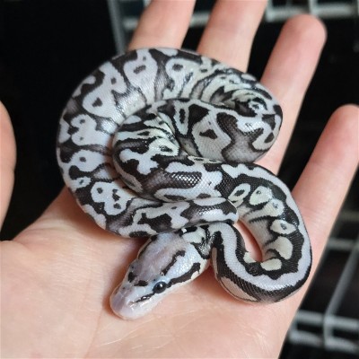animal image