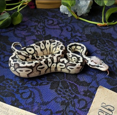 animal image