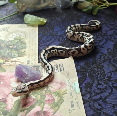 animal image
