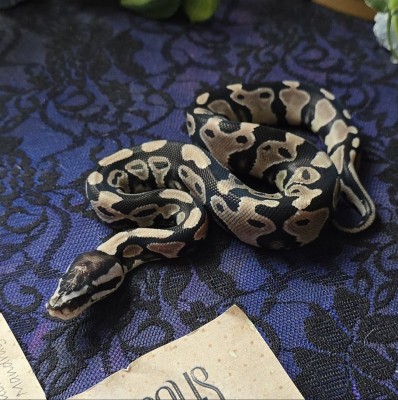animal image