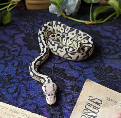 animal image