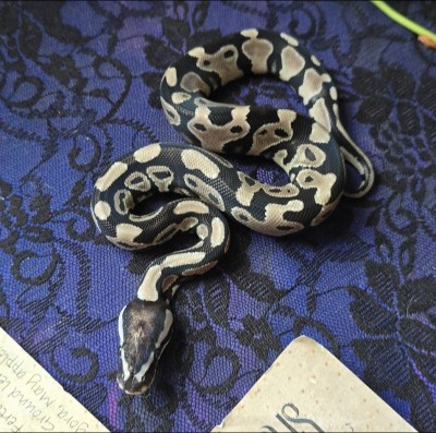 animal image
