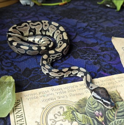 animal image
