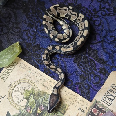 animal image