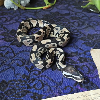 animal image