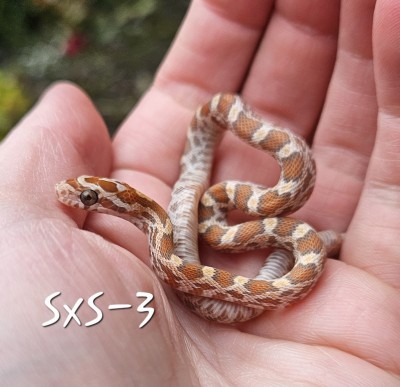 animal image