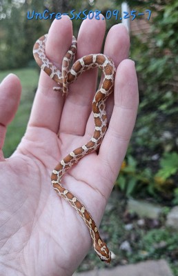 animal image
