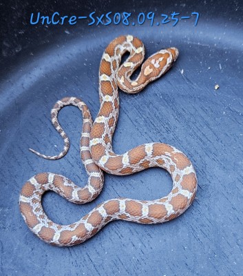animal image