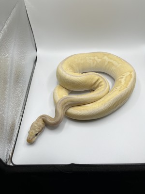 animal image