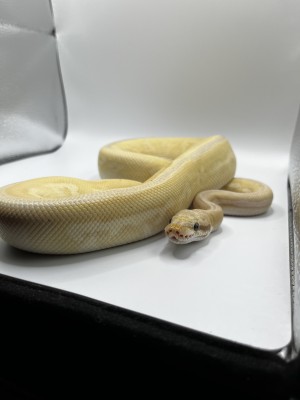 animal image