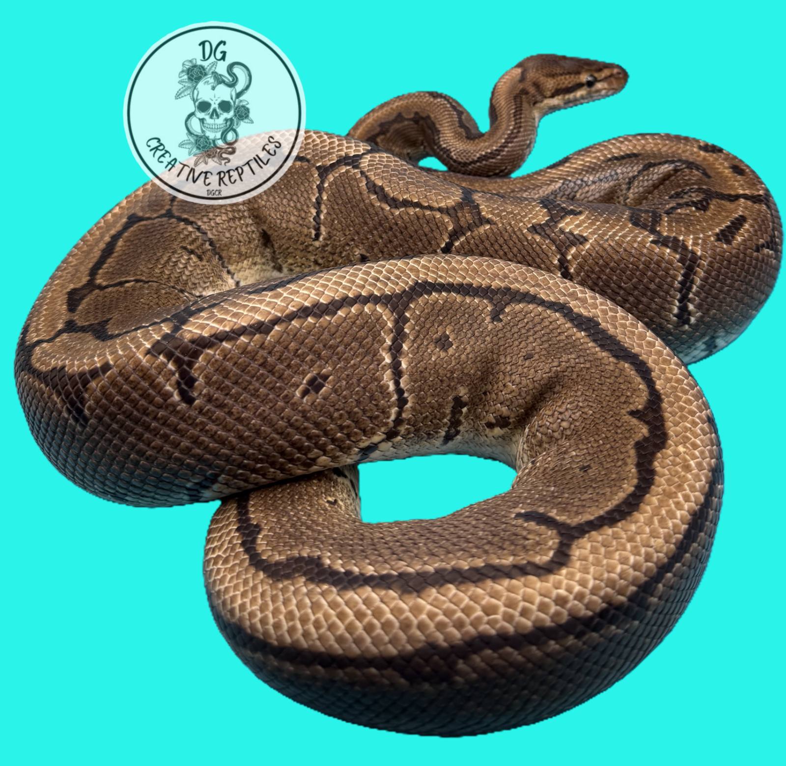 animal image