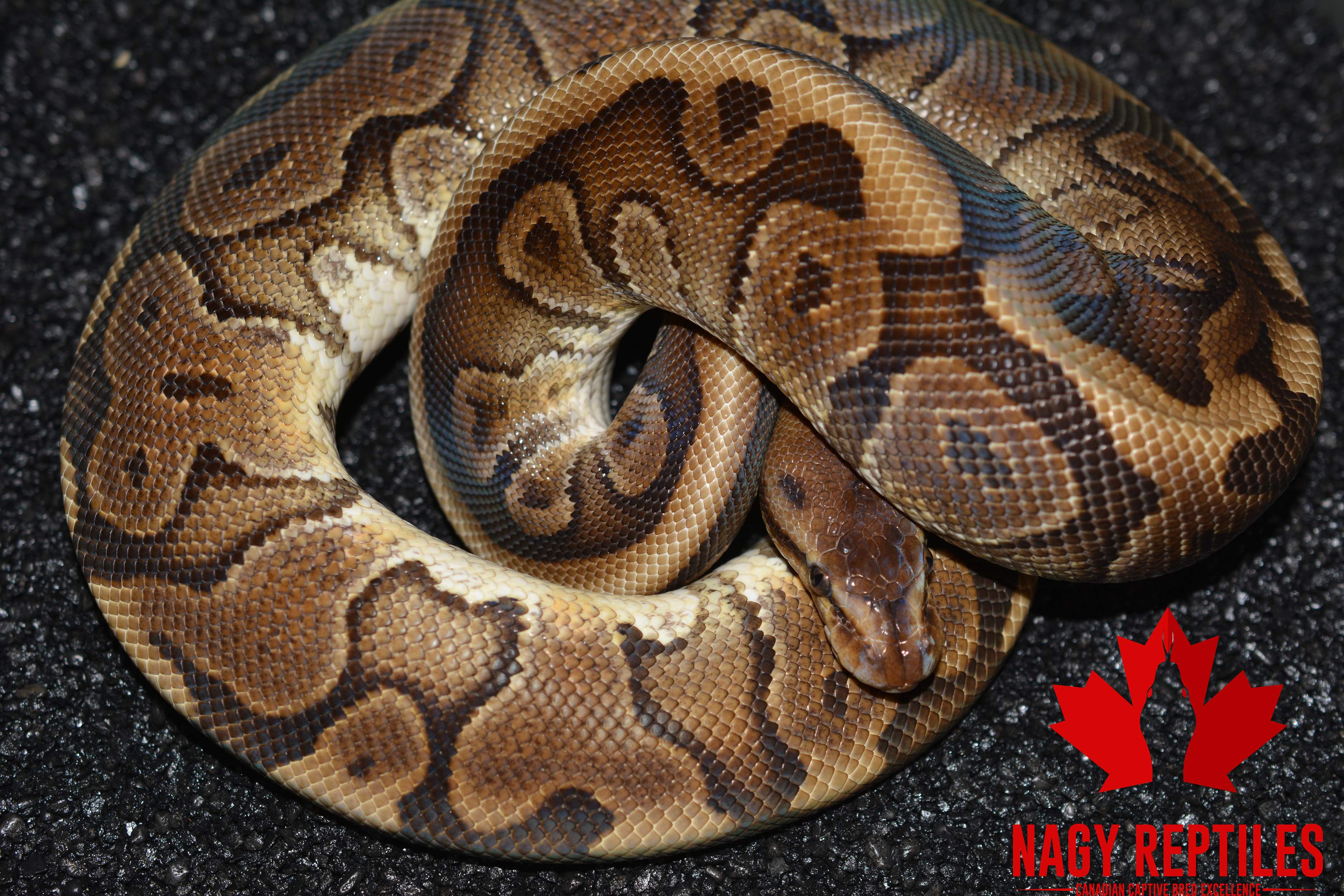 animal image