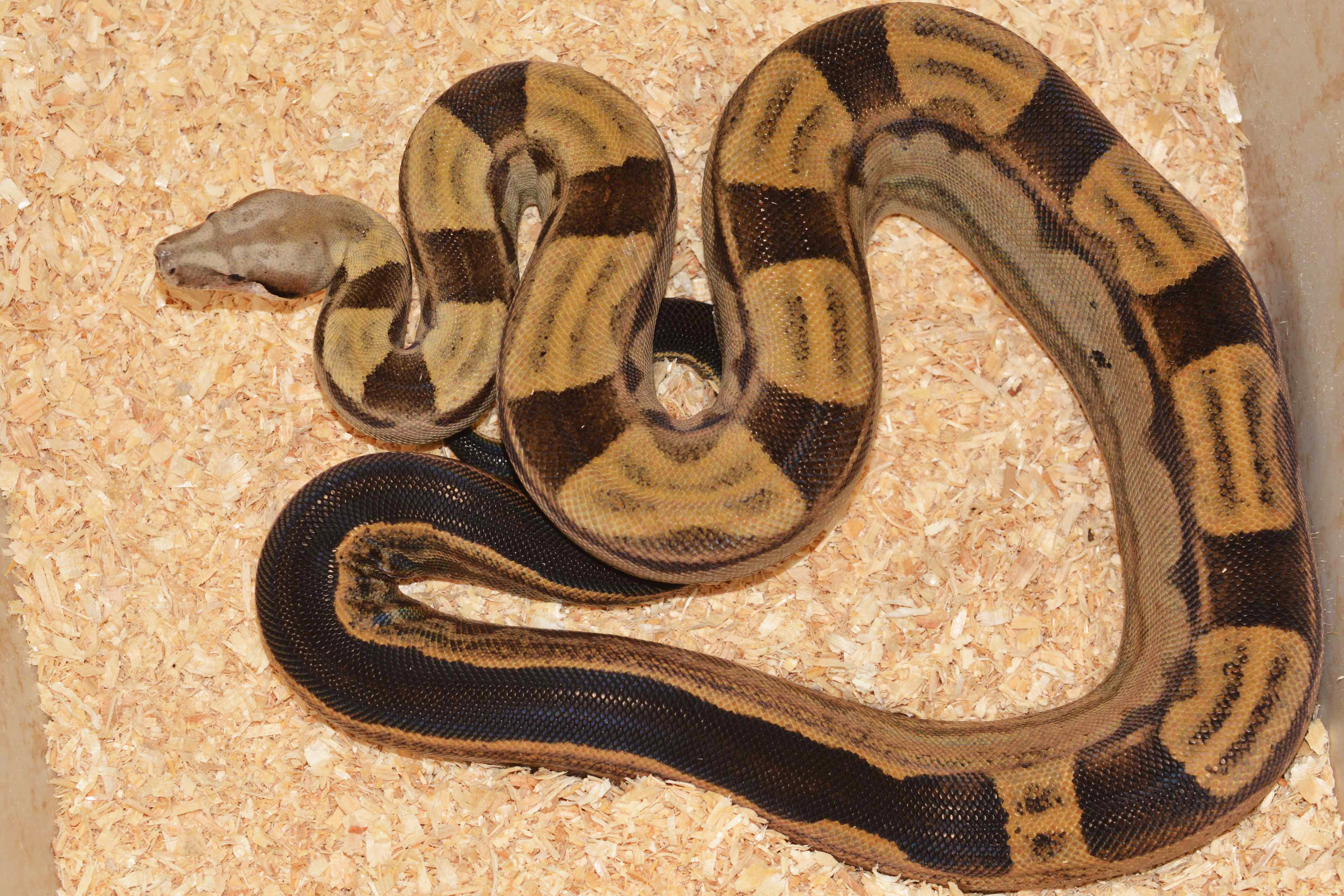NR-BCI-003