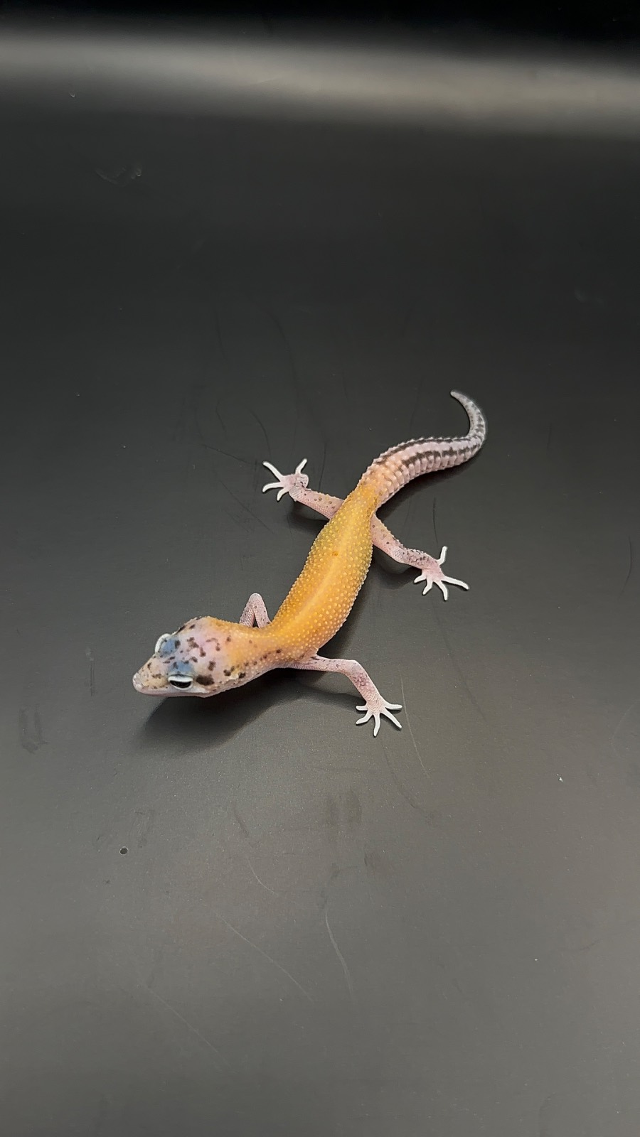 animal image