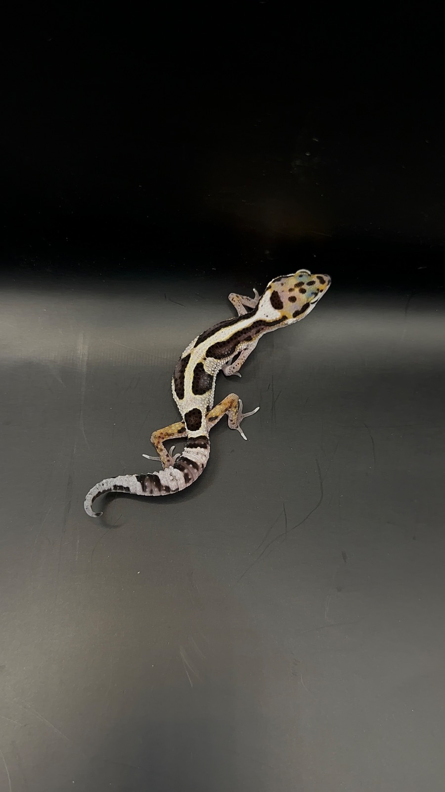 animal image