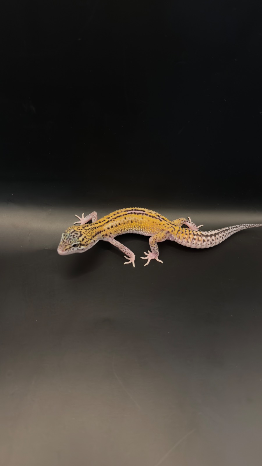 animal image