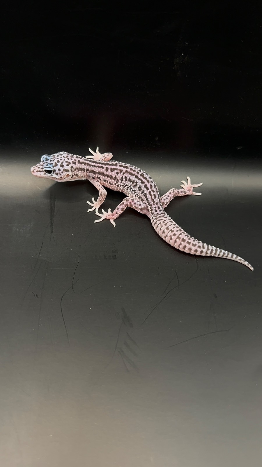 animal image