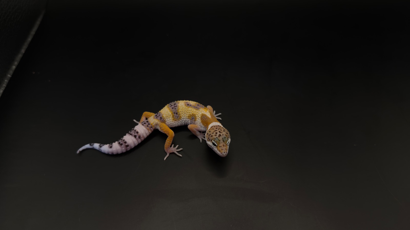 animal image