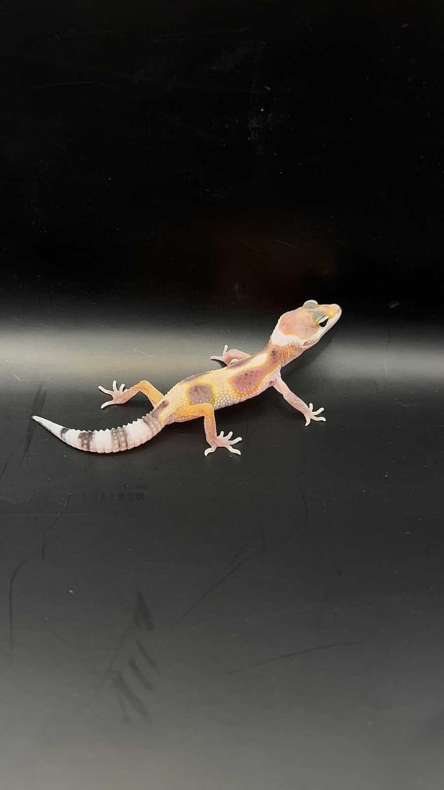 animal image
