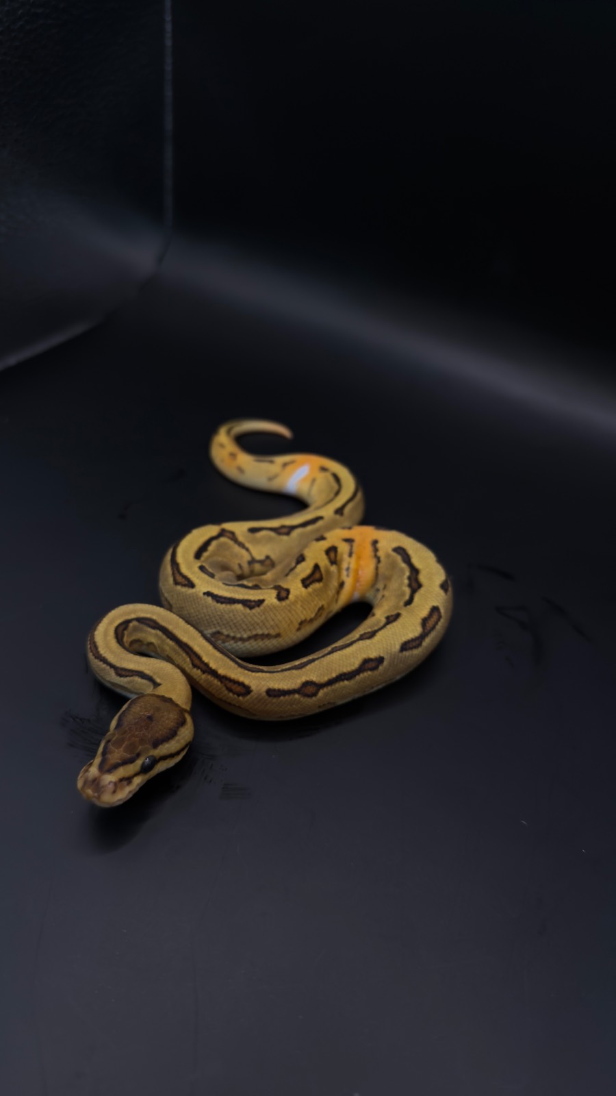 animal image