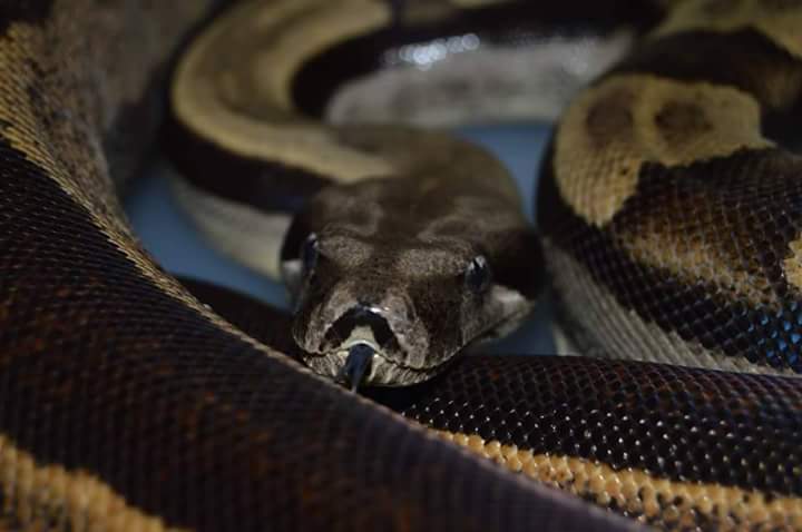 Motley Het Moon