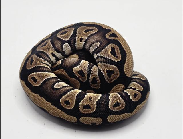 animal image