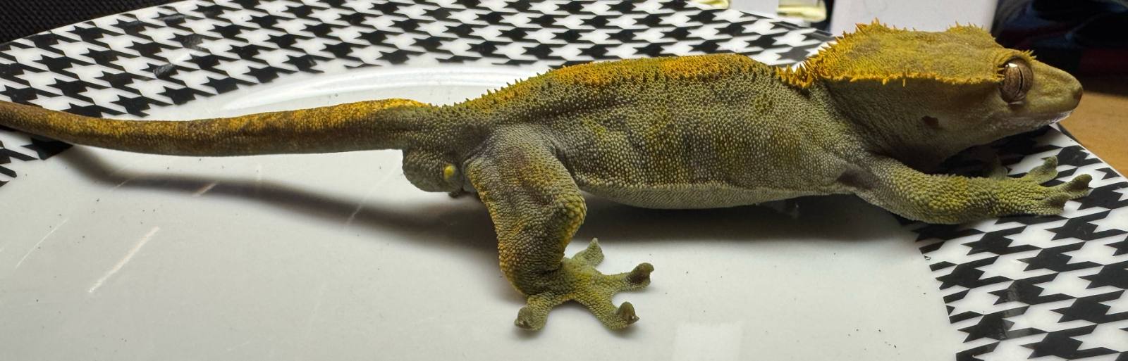 animal image