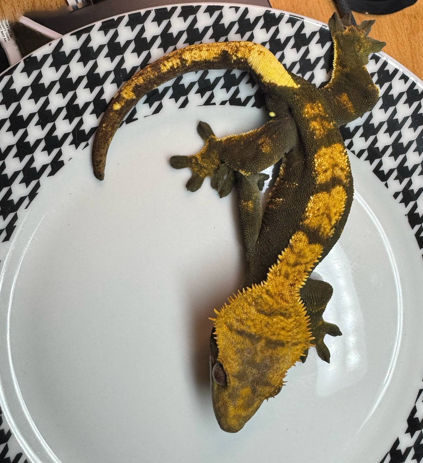 animal image