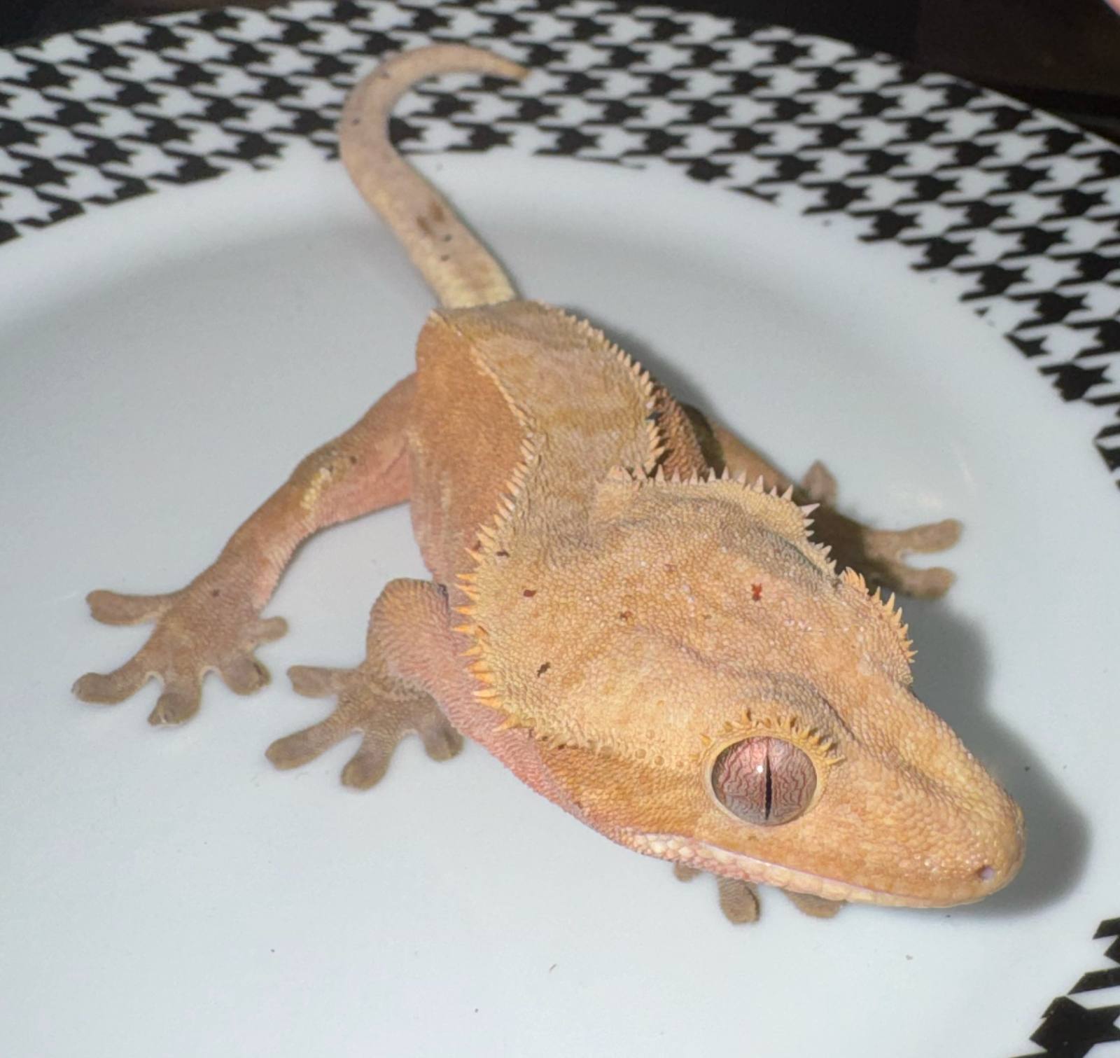 animal image