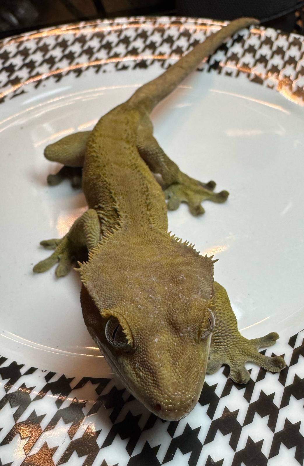 animal image