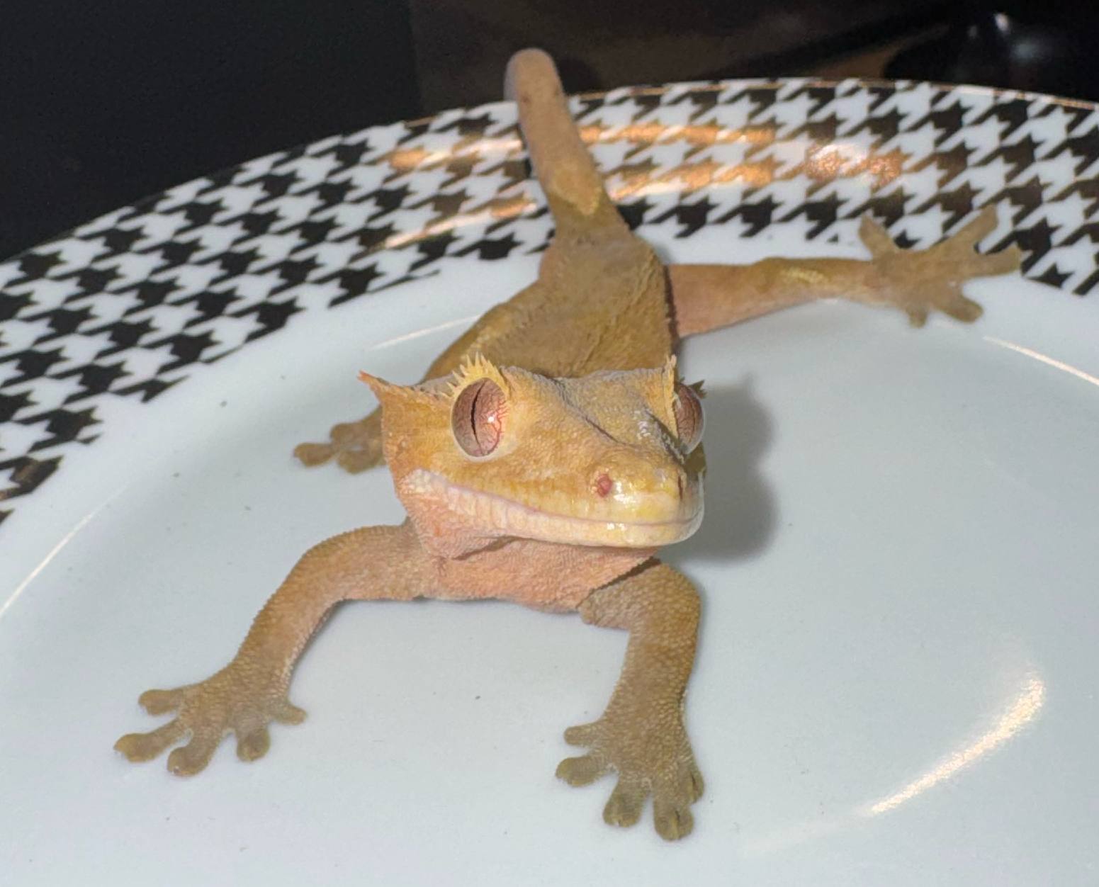 animal image