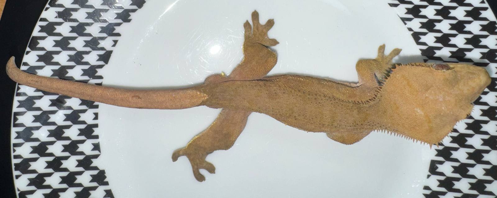 animal image
