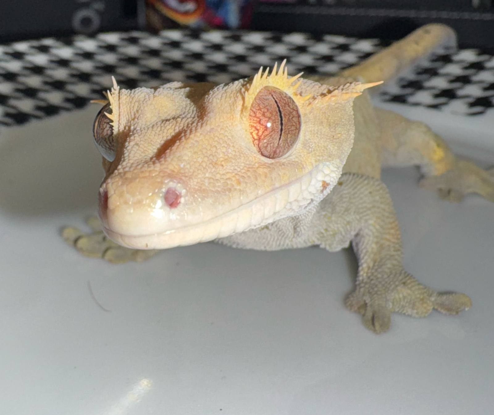 animal image