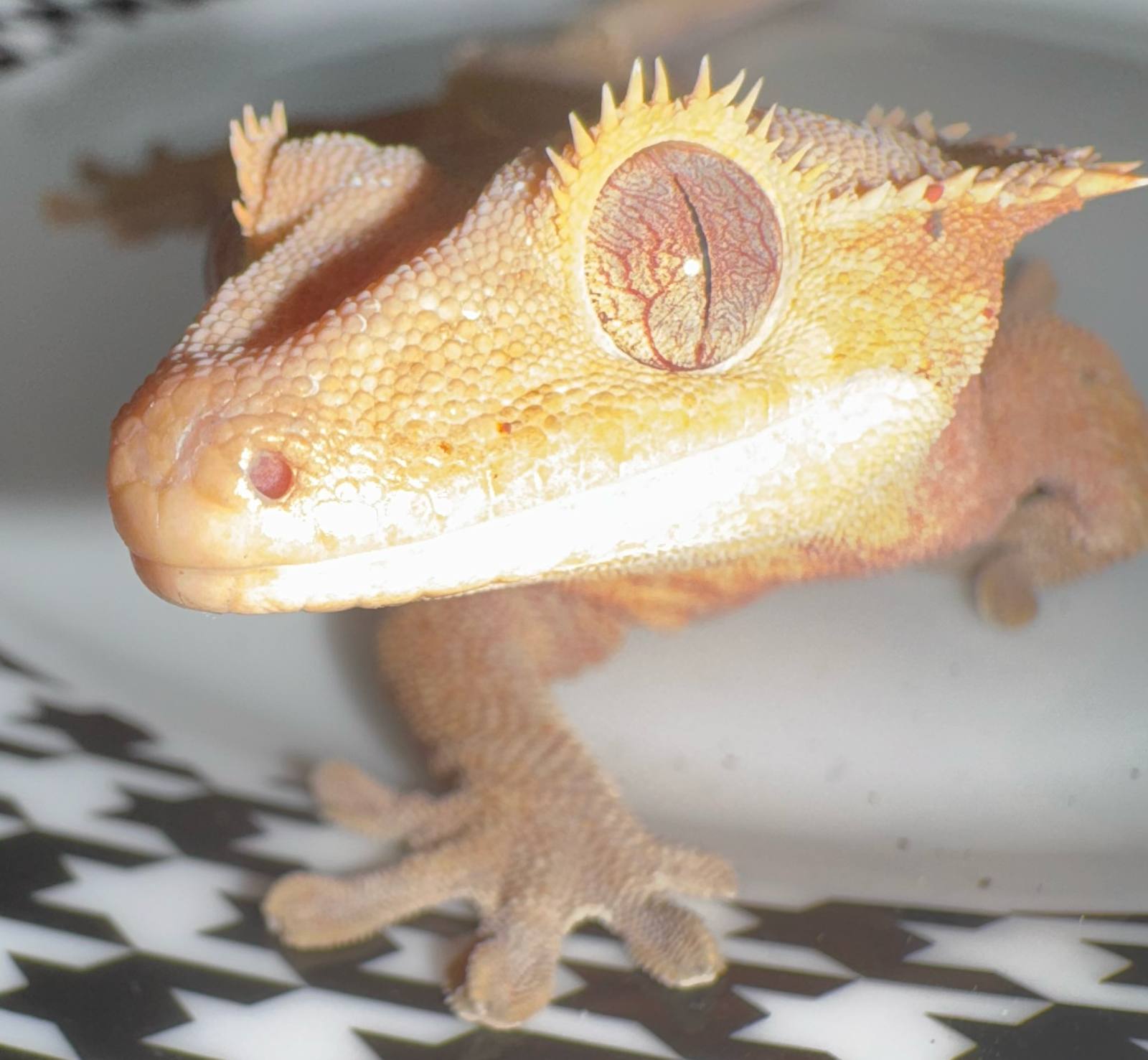 animal image
