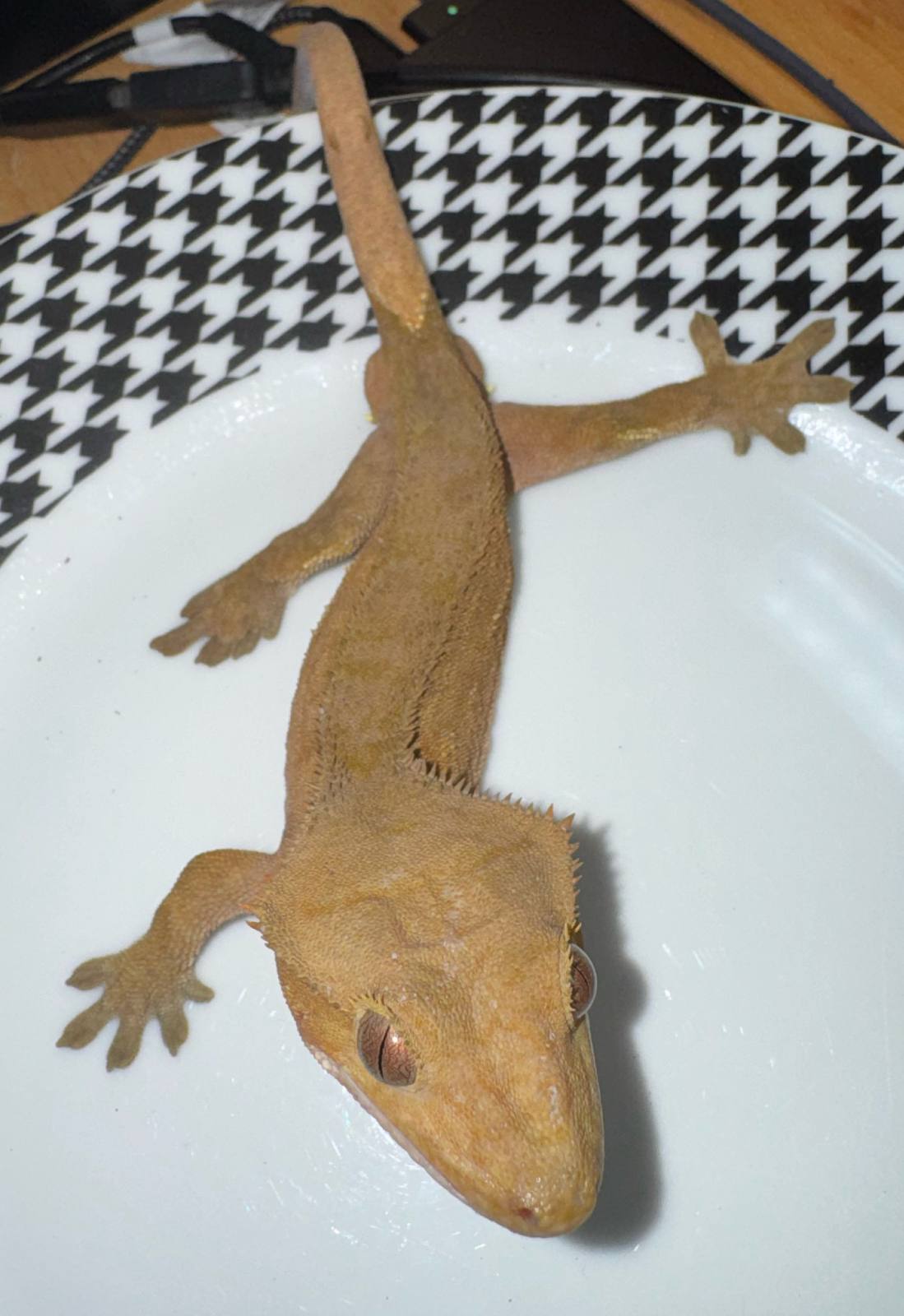animal image