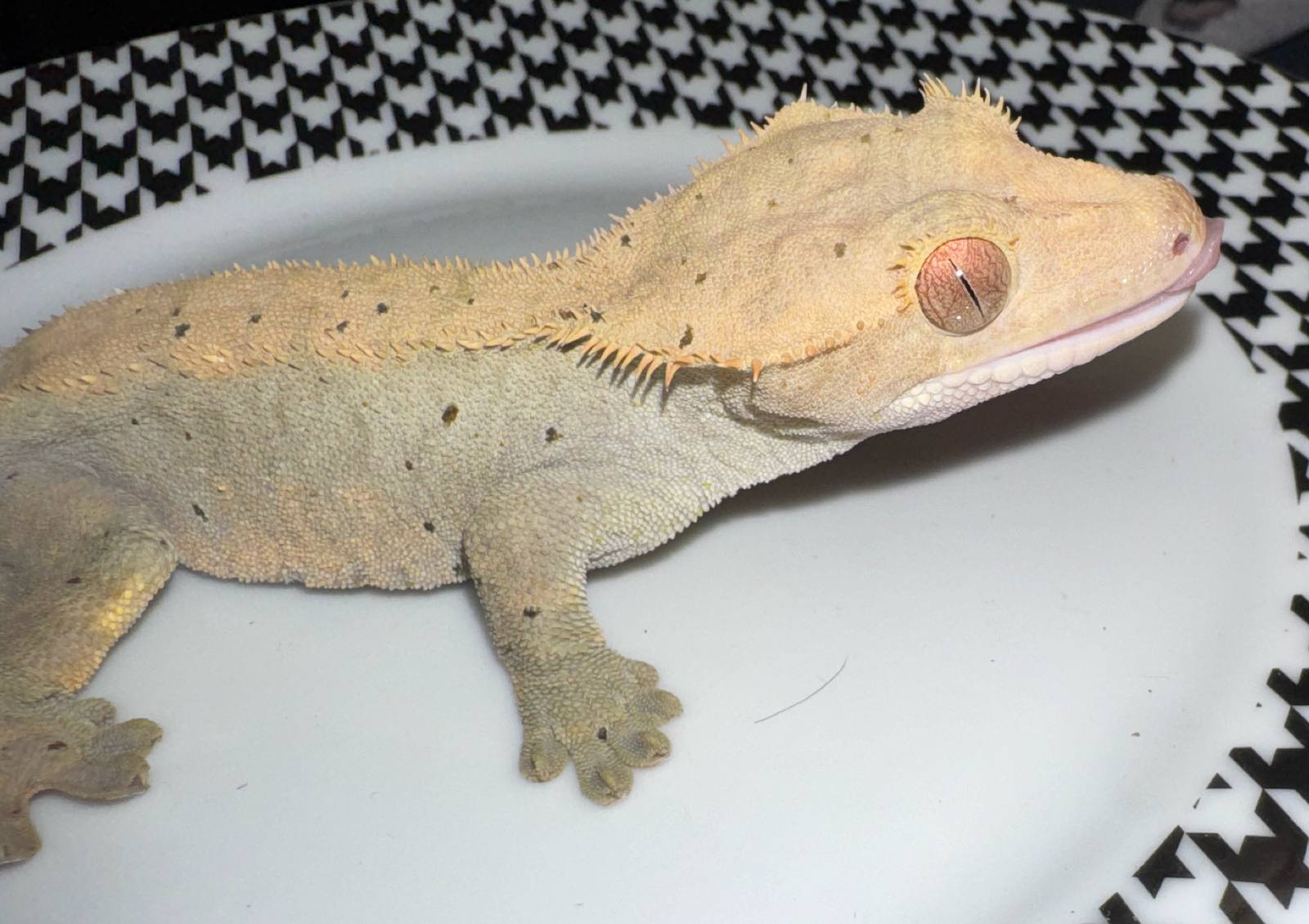 animal image