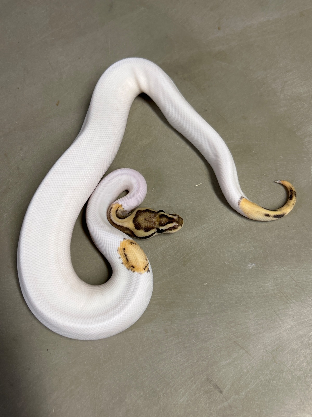 animal image