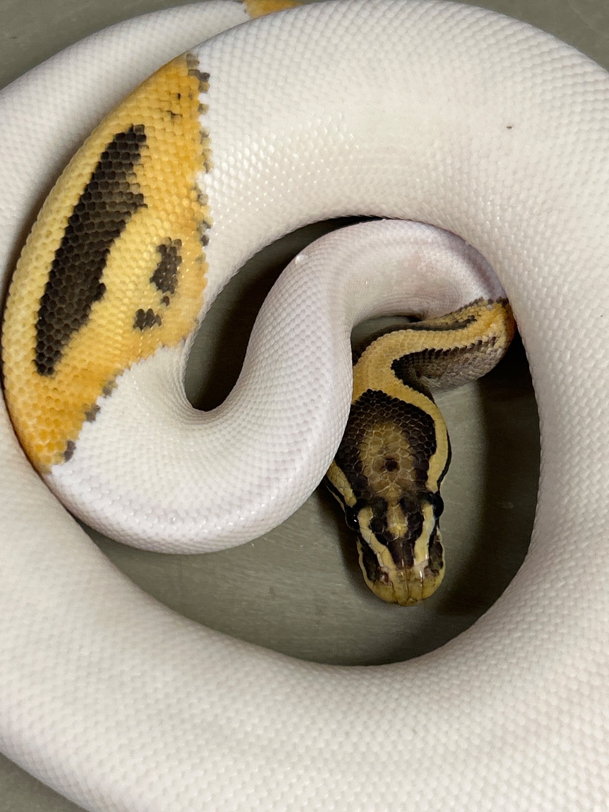 animal image