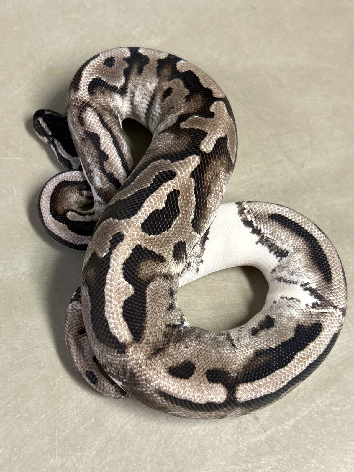 animal image